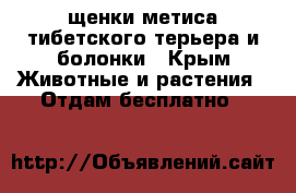 щенки метиса тибетского терьера и болонки - Крым Животные и растения » Отдам бесплатно   